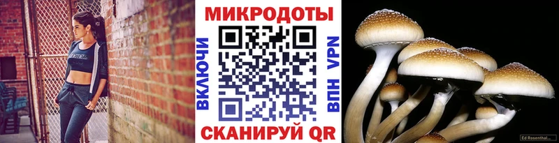 blacksprut вход  Гурьевск  Галлюциногенные грибы Cubensis 